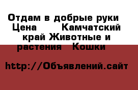 Отдам в добрые руки › Цена ­ 5 - Камчатский край Животные и растения » Кошки   